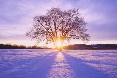 1680x1050 Shiny Sun Tree & Snow Scenery Desktop PC And Mac Wallpapers