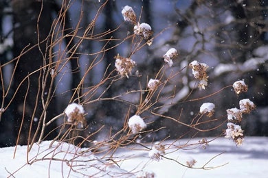 Widescreen LCD Display ] High Resolution Snow Scenes Wallpapers ...