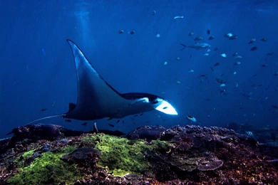 Scuba Diving Bali Nusa Lembongan