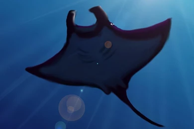 026. Manta Ray By Jennyraepip On DeviantArt