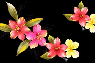 Special, Floral, 1920x1080 HD Wallpapers And FREE Stock Photo