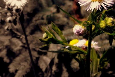 Special? HD Desktop Wallpapers : High Definition : Mobile