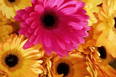 You Are The Special One HD Desktop Wallpapers : High Definition ...