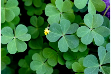 Wallpapers Shamrocks 1600x1200