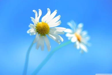 Windows 8 Default Wallpapers HD Desktop Wallpapers : High Definition ...