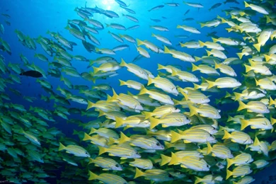 Wallpapers Ocean Sea Underwater Tagged Fish Water 1440x900 ...