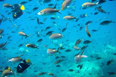 Water Fish 1920x1080 Wallpapers – Animals Fish HD Desktop Wallpapers