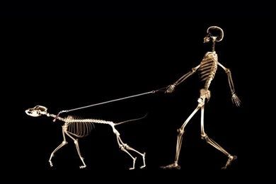 Best top funny wallpapers humor wallpaper pictures backgrounds 17 ...