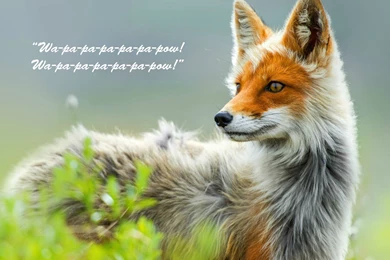 This Is My Way Of Making That Song Less Annoying. : Wallpapers