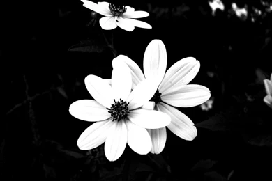 Black And White Flower Desktop Backgrounds