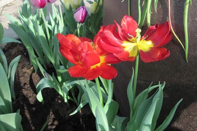 Flowers: Seasonal Celebrations Flowers Purple Photography Tulips ...