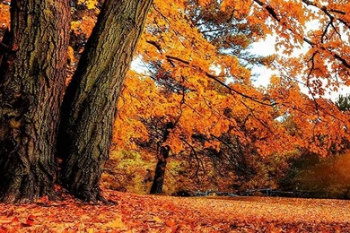 1440x2560 Nature Wallpapers