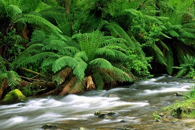 Beautiful Scenes Wallpaper Images