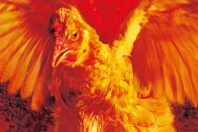 CITY OF GOD F Wallpapers