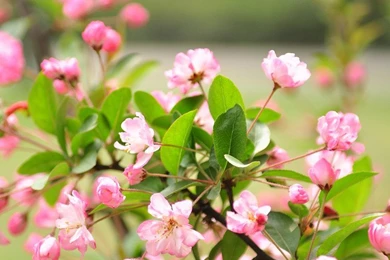 3d Nature Wallpapers For Mobile