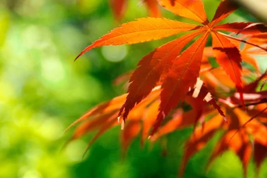 Green And Red Leaves Widescreen Full Hd Wallpapers Download Green ...