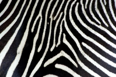 Trololo Blogg: Zebra Print Wallpapers For Ipod