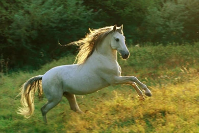 Oneimirate.blogspot.com: Top 23 Horse Wallpapers In HD ...
