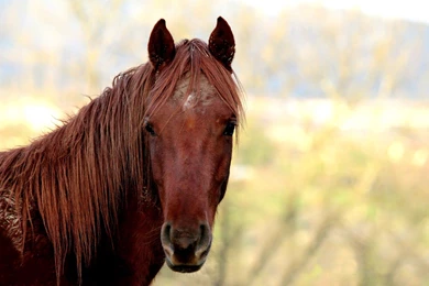 Beautiful Horse Wallpapers