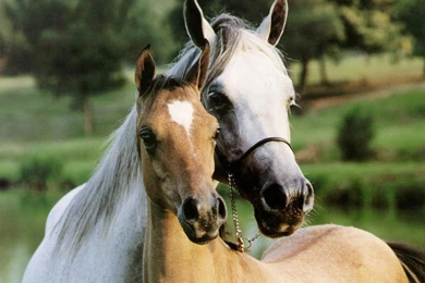 Wallpapers Gallery: Beautiful Horse Wallpapers   2