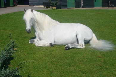 Lovely Andalusian Horse Download Free Hd Beautiful Wallpapers Of ...