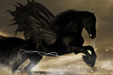 Black Horse Wallpapers   HD Wallpaper Backgrounds Of Your Choice