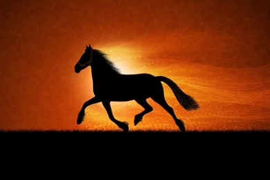 Beautiful Black Horse Wallpapers