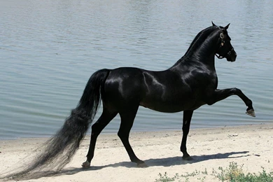 Horses High Definition Wallpapers.