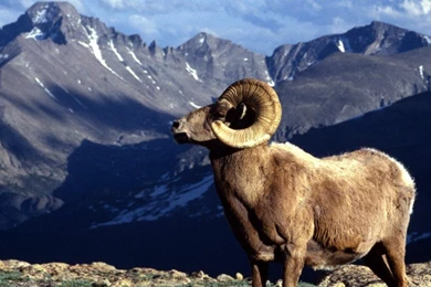 Animal Live Wallpapers 68