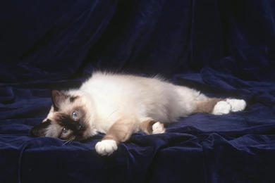 Free Live Animal Wallpapers : Special HD Desktop Wallpapers ...