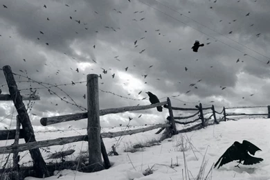 HD Crow Wallpapers And Photos