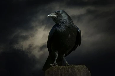 Birds: Lonely Crow Photography Raven Abstract Nature Wild Animals ...
