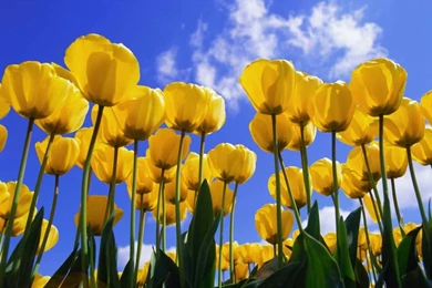 Tulips Wallpapers
