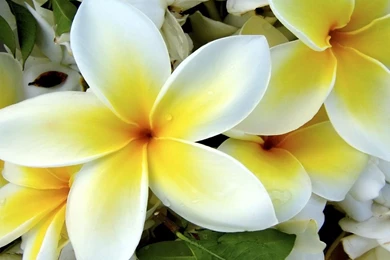 1280x1024 White Tulip Wallpapers Hd Desktop Wallpaper  Desktop ...