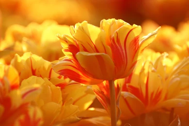 Orange Tulip Wallpapers For Iphone   Uncalke.com