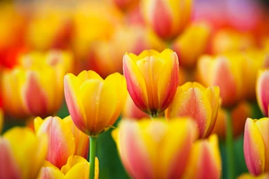 Tulip Computer Wallpapers, Desktop Backgrounds