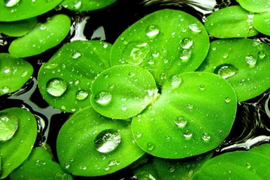 Lucky Charms Live Wallpapers Android Apps On Google Play