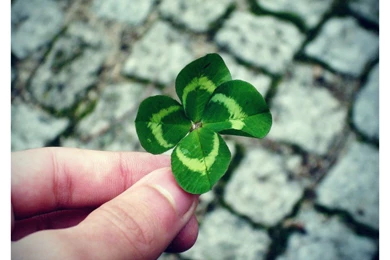 Lucky Charm By Maiisalex On DeviantArt