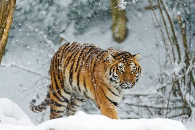 RePin Image: Download Beautiful Tiger On Pinterest