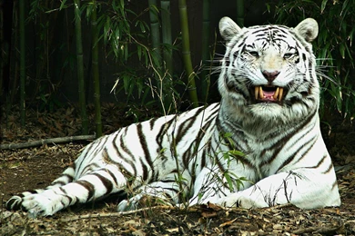 Beautiful White Tiger Wallpapers