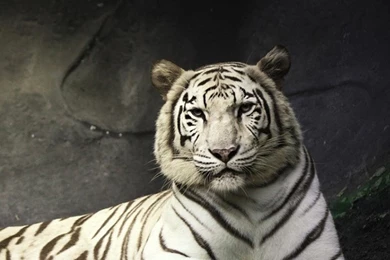 Super Beautiful White Tiger Galaxy S6 Wallpapers