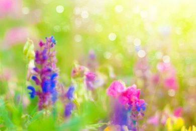 Wallpapers Dinosaurs Spring Free Hd 1920x1920