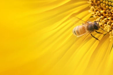 Bees Wallpapers