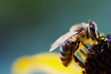 Bees Pollen Wallpapers