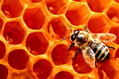Animals Insects Honeycomb Bees Wallpapers   (