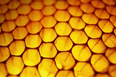 Windows 8 Honeycomb Bees Wallpapers