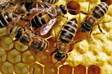 Honey Bees Wallpapers