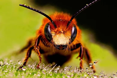 Bee Wallpapers   HD Wallpapers