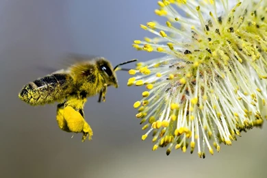Worker Bee Covered In Pollen   Desktop Backgrounds 1440x900 Pixels