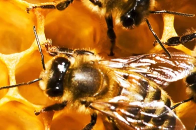 Bees And Honeycomb Galaxy S4 Wallpapers HD.jpg
